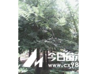 哪里有低價國槐樹