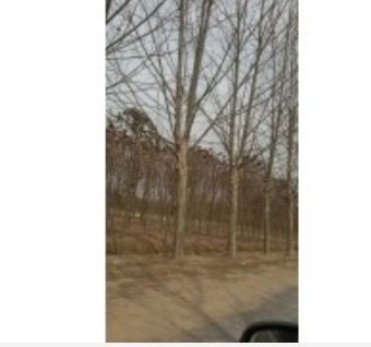 山東法桐樹價格
