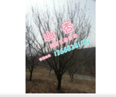 大量供應山杏，量大從優
