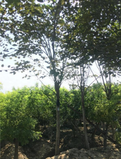 江蘇南通巨紫荊、洋紫荊、紫荊供應(yīng)詳情