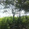 江蘇南通巨紫荊、洋紫荊、紫荊供應(yīng)詳情