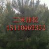 山西油松樹(shù)苗基地山西油松價(jià)格油松批發(fā)