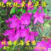 基地直銷 綠籬花卉植物杜鵑花 多規(guī)格毛鵑 杜鵑球 花色艷麗當(dāng)年開