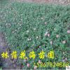 苗圃低價(jià)批發(fā)工程綠化常綠賞花灌木月季花小苗 小花月季 鉆石月季