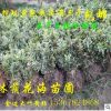 基地直銷綠化苗木彩色灌木綠籬植物黃楊苗 金邊黃楊 黃楊球