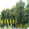 批發(fā)直銷廣玉蘭 湖南落葉喬木景觀樹玉蘭價(jià)格 現(xiàn)挖現(xiàn)賣 物美價(jià)廉