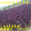 紅花繼木 園林綠化觀花觀葉植物紅桎木球 基地直銷