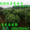大量批發(fā)綠化苗木花卉植物茶花球 茶花苗 花期長(zhǎng) 規(guī)格齊全