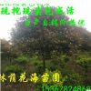 苗圃直銷綠化常綠喬木行道樹石楠 石楠球 紅葉石楠樹 規(guī)格齊全