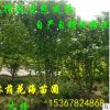 批發(fā)園林綠化工程苗木槿 叢生木槿 木槿價(jià)格 庭院植物當(dāng)年開花