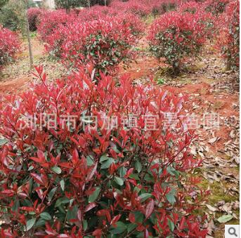 宜景苗圃 常綠性紅葉石楠球 批發紅葉石楠大小規格 大量供應出售