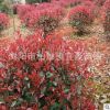 宜景苗圃 常綠性紅葉石楠球 批發紅葉石楠大小規格 大量供應出售