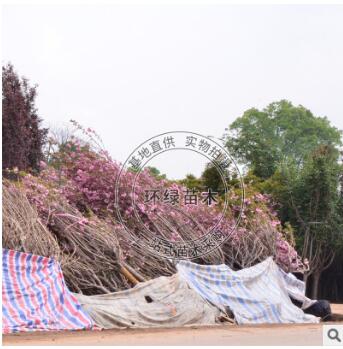 櫻花基地供應櫻花樹 樹形漂亮 湖南基地出售綠化喬木