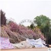 櫻花基地供應櫻花樹 樹形漂亮 湖南基地出售綠化喬木