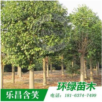 樂昌含笑 批發大喬木苗圃直銷價格優惠各種綠化苗木
