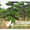 湖南綠化苗木花木金葉榆造型湖南苗木榆樹湖南瀏陽花木榆樹
