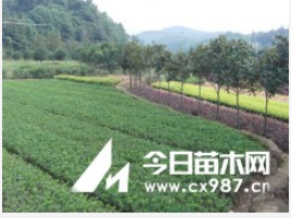 湖南綠化苗木花木杜鵑湖南瀏陽花木苗木杜鵑湖南四季紅苗圃苗杜鵑