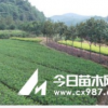 湖南綠化苗木花木杜鵑湖南瀏陽花木苗木杜鵑湖南四季紅苗圃苗杜鵑