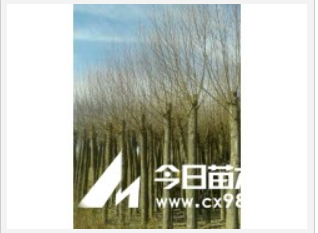 旱柳，樟子松，油松，云杉 鋪地柏，側柏，新疆楊 饅頭柳等