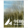 旱柳，樟子松，油松，云杉 鋪地柏，側柏，新疆楊 饅頭柳等
