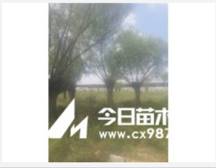 旱柳 云杉 圓柏 新疆楊饅頭柳沙地柏爬地柏側柏 新疆楊