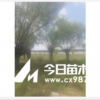 旱柳 云杉 圓柏 新疆楊饅頭柳沙地柏爬地柏側柏 新疆楊