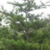 最新1米華山松價(jià)格=2米華山松價(jià)格=3米華山松價(jià)格