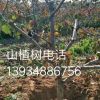 8公分山楂樹基地