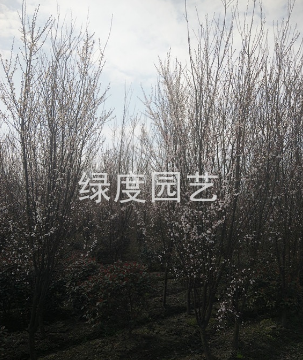 紅葉李