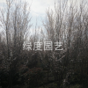 紅葉李