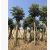 幌傘楓袋苗供應 幸福樹 幌傘楓 漳浦遠東種植基地批量供應