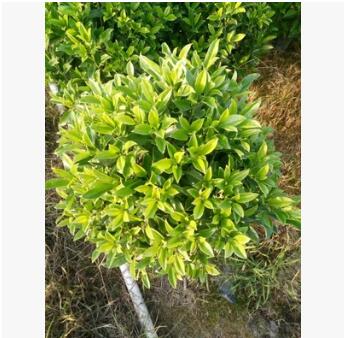 福建漳州非洲茉莉精品球供應(yīng)批發(fā)/非洲茉莉/樹形優(yōu)美 價(jià)格實(shí)惠