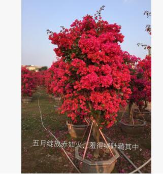 三角梅樁景 三角梅批發 同安三角梅 勒杜鵑批發供應