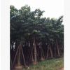 綠化苗木大葉紫薇移植苗供應 大花紫薇 洋紫薇供應 大葉紫薇