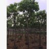 福建漳州園林綠化苗木黃花槐移植供應 黃花槐地苗供應