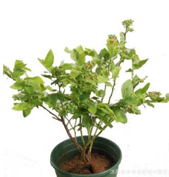 藍(lán)莓樹苗南方盆栽耐寒庭院種植北方南方當(dāng)年結(jié)果藍(lán)莓苗果樹苗
