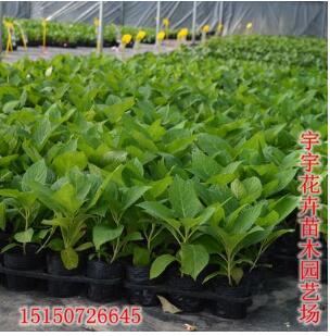 八仙花苗 繡球花盆栽 庭院別墅花園觀賞八仙花 當(dāng)年開花 花色全