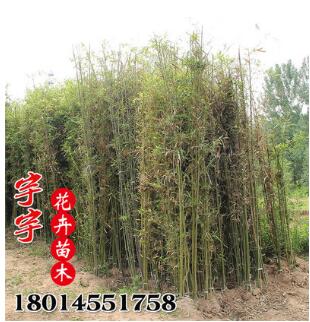 基地直銷青竹苗 青皮竹子苗 四季常青 庭院綠化觀賞 淡竹苗