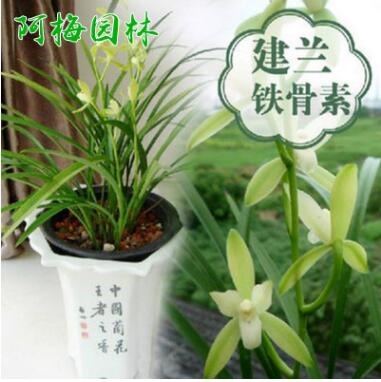 蘭花苗鐵骨素銀針素心建蘭蘭花苗盆栽植物花卉創意綠植