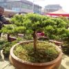 精品真柏盆景 室內植物盆栽 造型樹樁綠植 針柏盆景