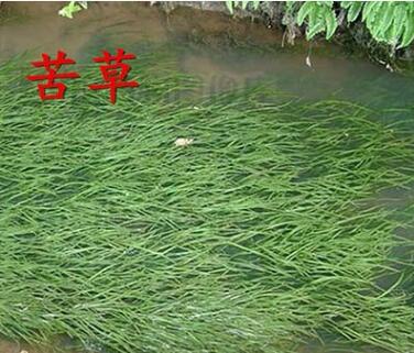 水生植物直銷苦草沉水植物家庭魚缸真水草凈化水質苦草尾貨甩賣