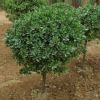 庭院四季常青植物 冬青籬笆苗 冬青綠化苗 北海道冬青球苗綠籬苗