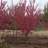 庭院紅梅樹苗 梅花綠化工程苗 紅梅嫁接苗 綠梅榆葉梅盆栽地栽苗