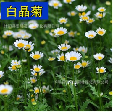 秋天易活花種地被矮生花籽白晶菊多年生花種子庭院公園花籽花草秋