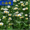 秋天易活花種地被矮生花籽白晶菊多年生花種子庭院公園花籽花草秋