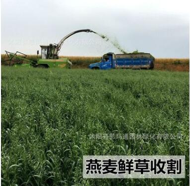 燕麥種子 進口牧草 魚陸龜荷蘭豬兔子飼料 草籽種植綠肥 批發
