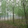 意楊基地