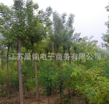 白蠟苗批發 工程綠化苗喬木苗白蠟小苗 園林綠化行道樹 規格齊全
