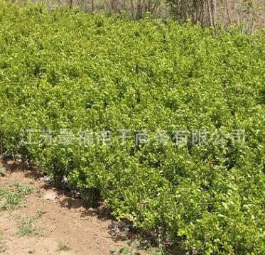 批發工程綠化苗木黃楊苗 園林綠化黃楊小苗規格齊全四季常青黃楊