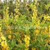 批發連翹苗 觀賞公園綠化連翹小苗 規格齊全工程綠化連翹苗